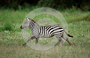 GRANT`S ZEBRA equus burchelli boehmi, ADULT RUNNING, KENYA