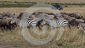 Grant`s Zebra, equus burchelli boehmi, Blue wildebeest, connochaetes taurinus, , group walking through Savannah, Tourists, Masai M