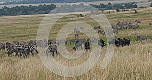 Grant`s zebra, equus burchelli boehmi, blue wildebeest, connochaetes taurinus,, Masai Mara Park in Kenya, Real Time