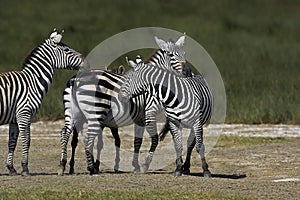 Grant`s Zebra, equus burchelli boehmi, Grooming each other, Nakuru Park in Kenya