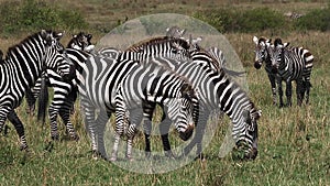 Grant`s Zebra, equus burchelli boehmi, Herd through Savannah, Masai Mara Park in Kenya,