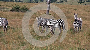 Grant`s Zebra, equus burchelli boehmi, Herd through Savannah, Masai Mara Park in Kenya,