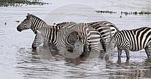 Grant\'s Zebra, equus burchelli boehmi, Herd standing at the Water Hole, Masai Mara Park in Kenya