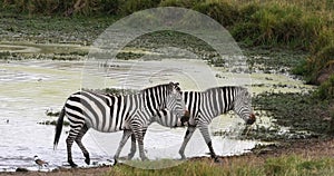 Grant\'s Zebra, equus burchelli boehmi, Herd standing at the Water Hole, Masai Mara Park in Kenya