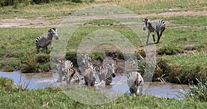 Grant\'s Zebra, equus burchelli boehmi, Herd standing at the Water Hole, Masai Mara Park in Kenya