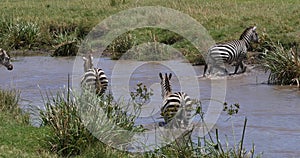 Grant`s zebra, equus burchelli boehmi, herd standing at the water hole, Masai Mara Park in Kenya, Real Time