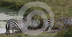 Grant`s zebra, equus burchelli boehmi, herd standing at the water hole, Masai Mara Park in Kenya, Real Time