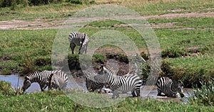 Grant`s zebra, equus burchelli boehmi, herd standing at the water hole, Masai Mara Park in Kenya, Real Time