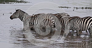 Grant`s Zebra, equus burchelli boehmi, Herd standing at the Water Hole, Masai Mara Park in Kenya, Real Time