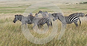 Grant\'s Zebra, equus burchelli boehmi, Herd walking through Savannah, Masai Mara Park in Kenya