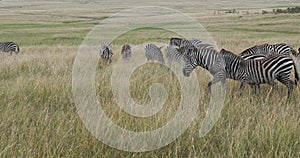 Grant's Zebra, equus burchelli boehmi, Herd walking through Savannah, Masai Mara Park in Kenya, Real Time