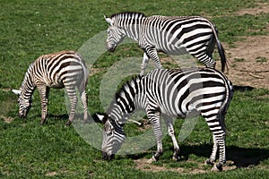 Grant`s zebra Equus quagga boehmi