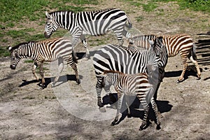 Grant`s zebra Equus quagga boehmi