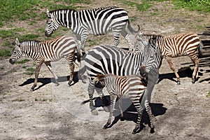 Grant's zebra (Equus quagga boehmi).