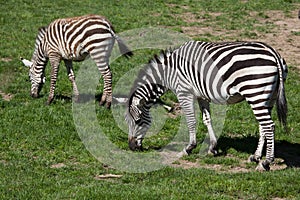 Grant's zebra (Equus quagga boehmi).