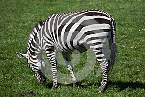 Grant's zebra (Equus quagga boehmi).