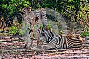 Grant`s zebra, Equus quagga boehmi, in the South Luangwa National Park, Zambia