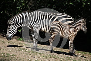 Grant's zebra (Equus quagga boehmi)