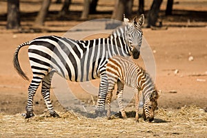 Grant's zebra with foal