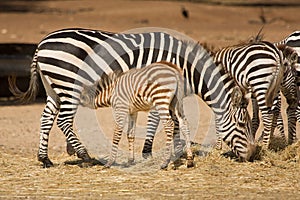 Grant's zebra foal suckling