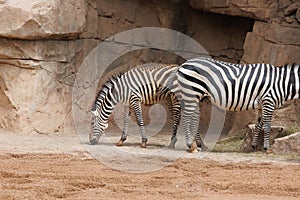 Grant`s Zebras, Equus quagga boehmi, the smallest of the Subspecies of the Plains Zebras