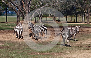 Grant's Zibras at Feeding Time