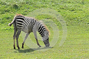 Grant zebra