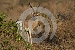 Grants Gazelle in brush
