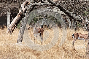 Grants gazelle, Nanger granti, at the Abijatta-Shalla Lake National Park