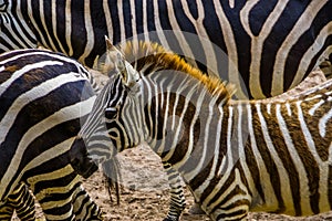 Grants zebra with its face in closeup, tropical wild horse specie from Africa