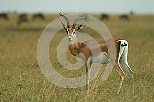 Grantâ€™s gazelle