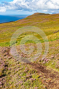 Granuaile Loop Walk Trail cover by flowers and vegetation