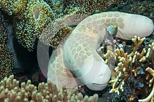 Granular sea star Philippines coral reef photo