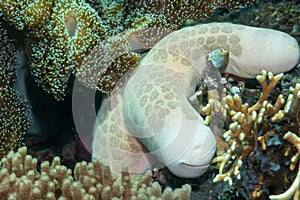 Granular sea star Philippines coral reef