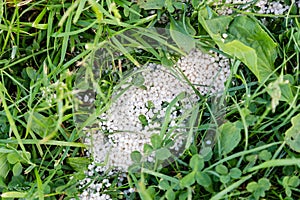 Granulated fertilizer strewn in green lawn grass. View from top