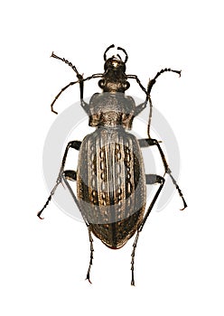 Granulated Ground Beetle on white Background