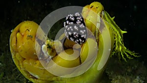 Granulated phyllidiella Phyllidiella granulata and Yellow sea cucumber on sea sponge in Raja Ampat