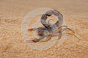 Granulated thick-tailed scorpion - Kalahari desert