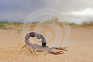 Granulated thick-tailed scorpion - Kalahari desert