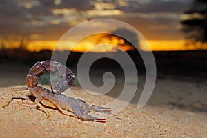 Granulated thick-tailed scorpion at sunset, Kalahari desert, South Africa