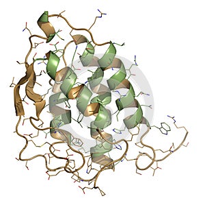 Granulocyte-macrophage colony-stimulating factor (GM-CSF, molgramostim, sargramostim) molecule. White blood cell growth factor