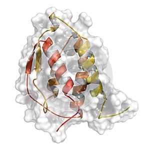 Granulocyte-macrophage colony-stimulating factor (GM-CSF, molgramostim, sargramostim) molecule. White blood cell growth factor