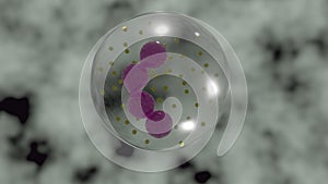 Granulocyte or polynuclear in 3d illustration