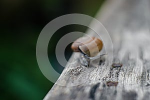 Grap snail crawling on a wooden fence. photo