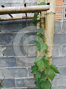 Grap tree with bamboo at the wall