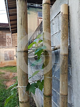 Grap tree with bamboo at the wall. photo