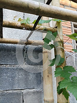 Grap tree with bamboo at the wall. photo