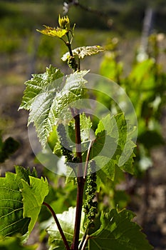 Grap vine with young leavs