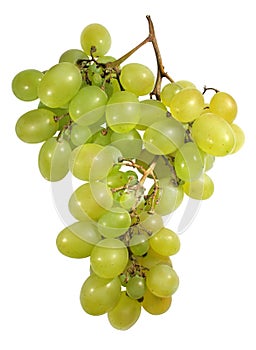 Grape