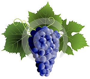 Grape